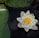 white lotus flower on body of water