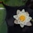 white lotus flower on body of water