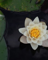 white lotus flower on body of water