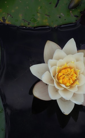white lotus flower on body of water