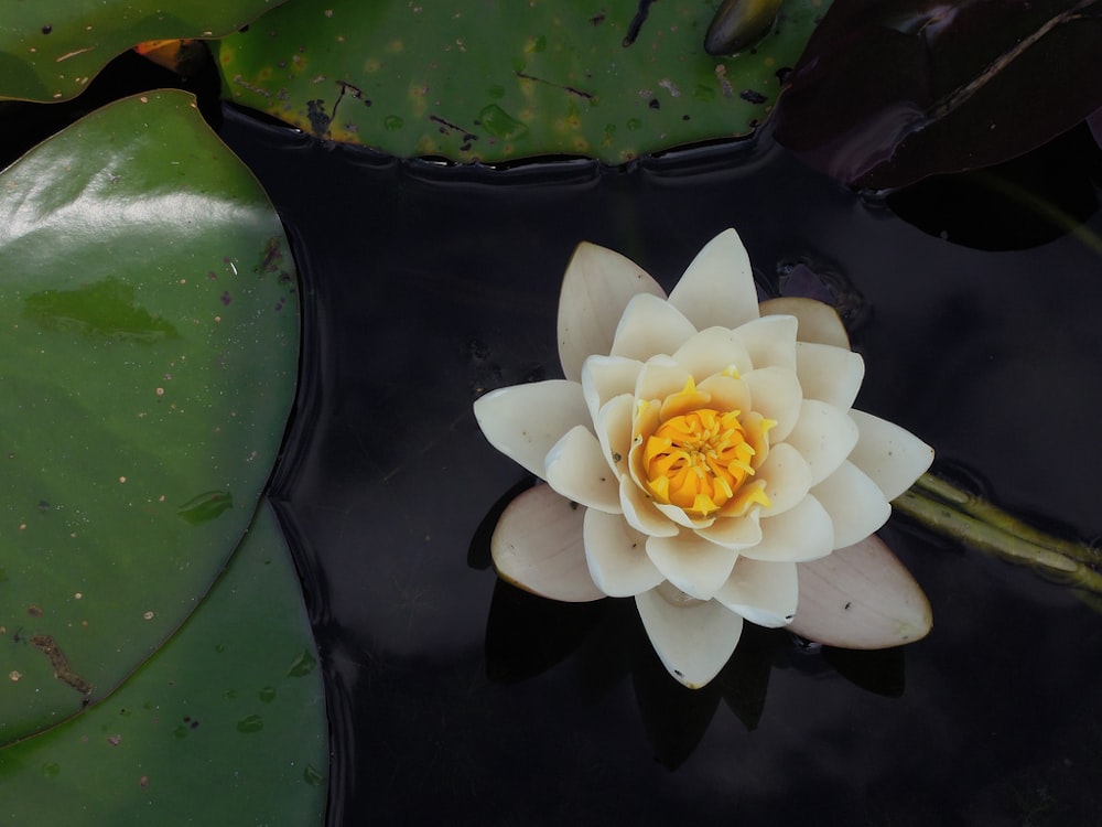 水域に咲く白い蓮の花