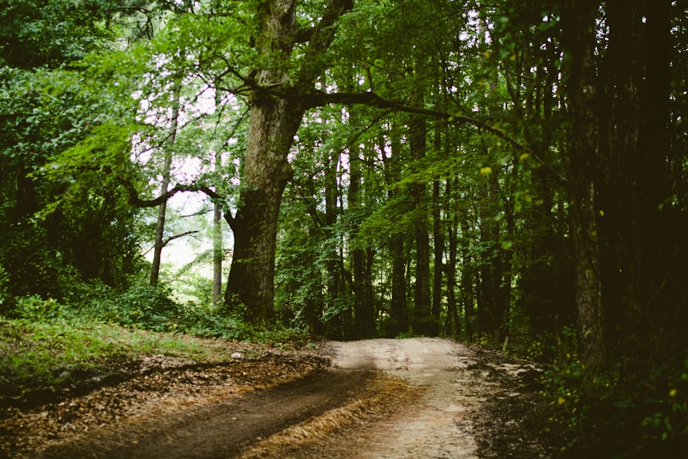 photo of forest during daytime