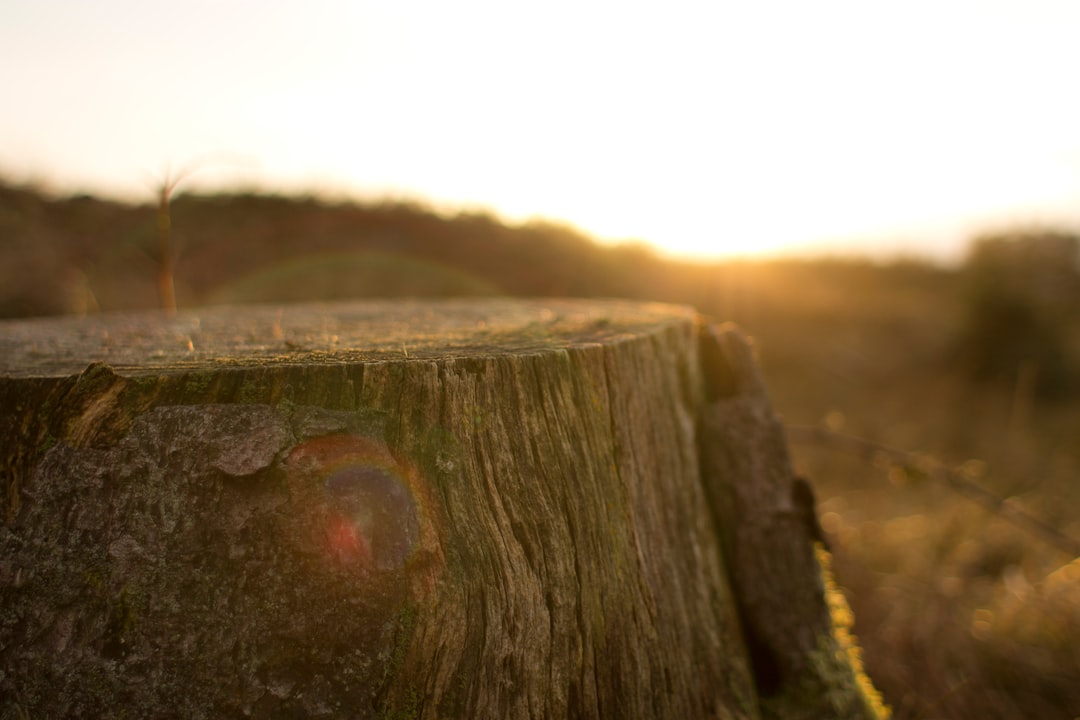 Stump
