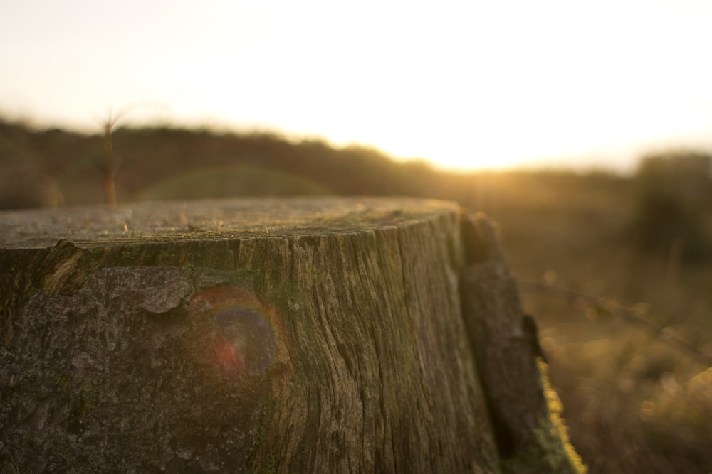 Photographie en gros plan du tronc d’arbre