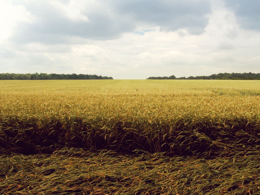 wheat field under blue and white sky