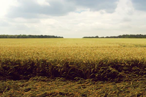 Exploring Electrostatics Quiz: Electric Fields, Potentials, Charges, and Laws