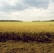 wheat field under blue and white sky