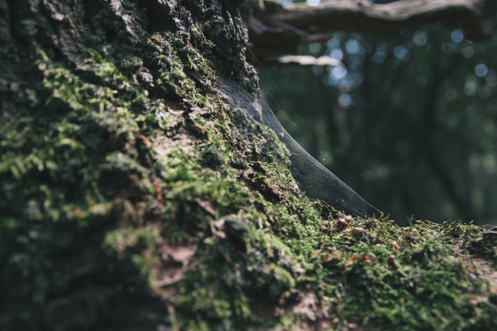 Foto de primer plano de musgo verde en árbol negro