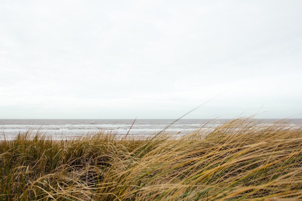 brown grass in front ocean at daytime