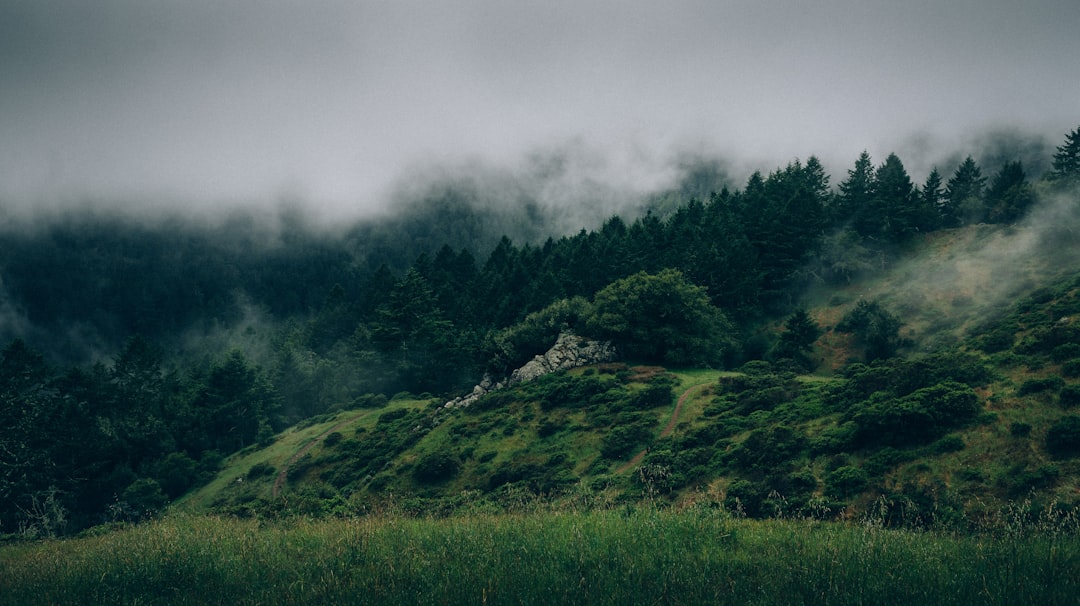 Fog over woody hills