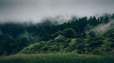 mountain covered with green trees enchanted teams background