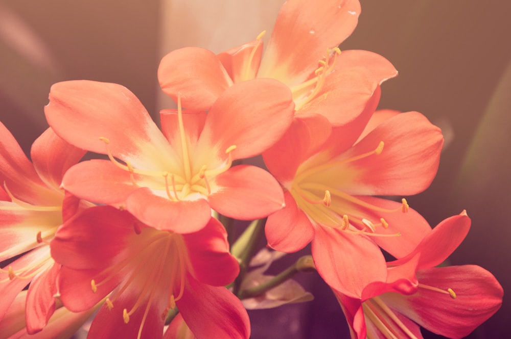 Foto de primer plano de flor de pétalos rojos en flor