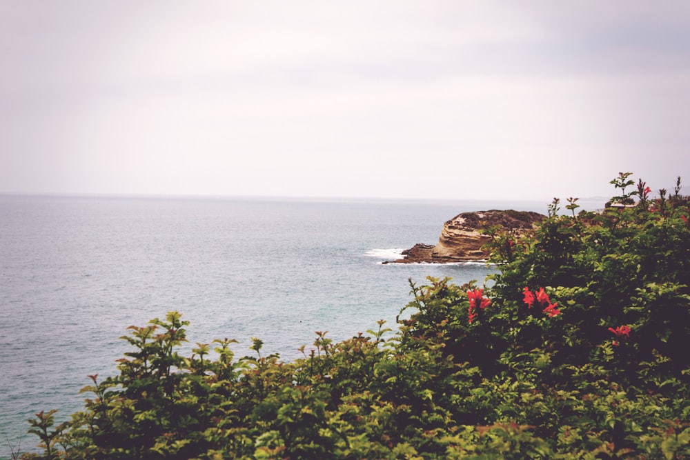 green leafed trees beside the shore