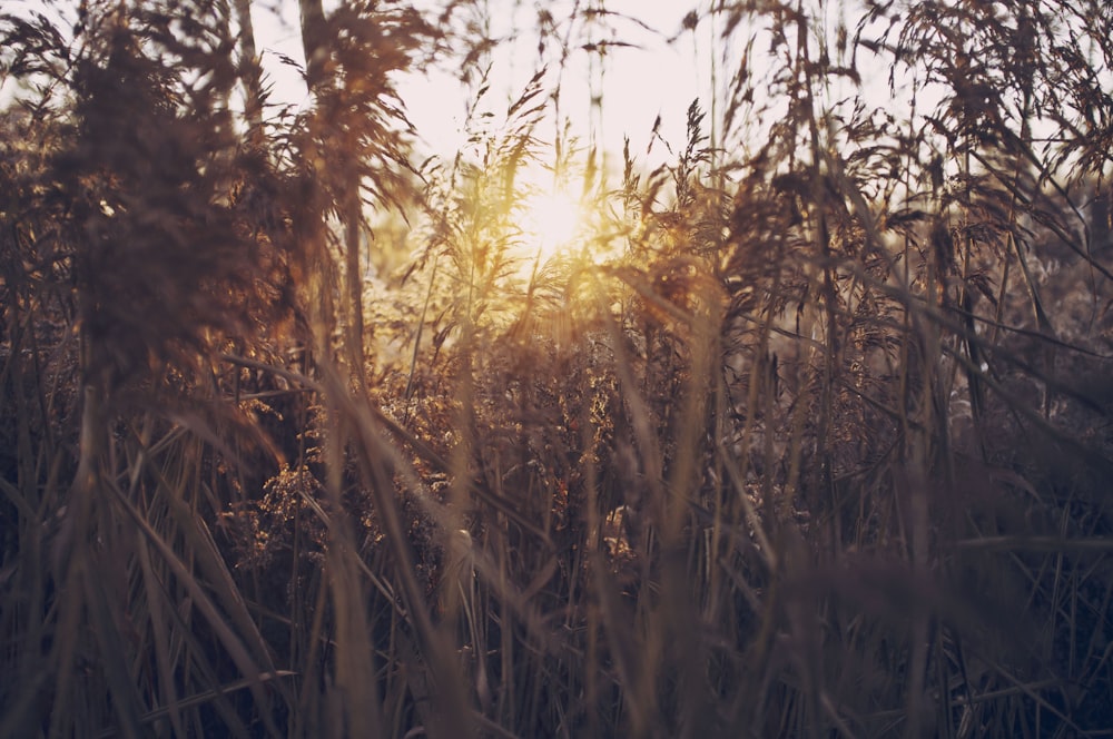 brown leafed plant and sunlight