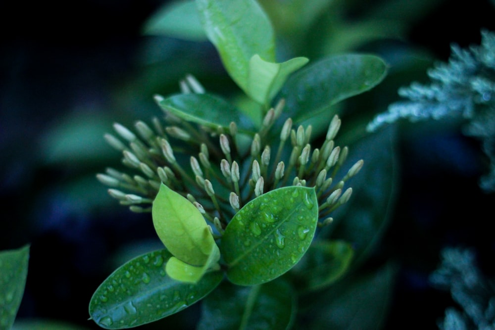 foto de closeup da planta de folhas verdes