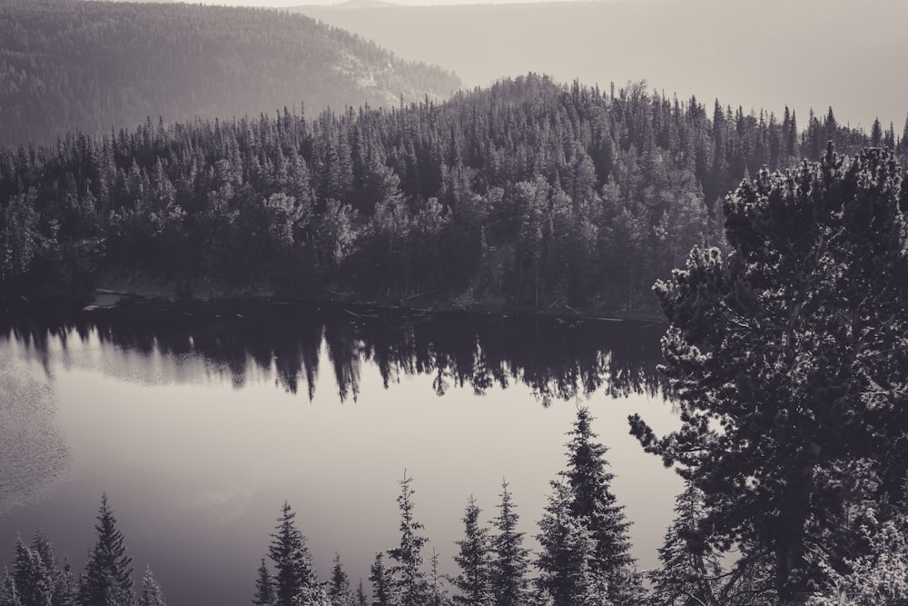 body of water near tall trees