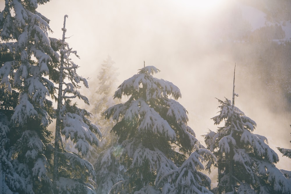 green leaf trees covered by snow at daytime