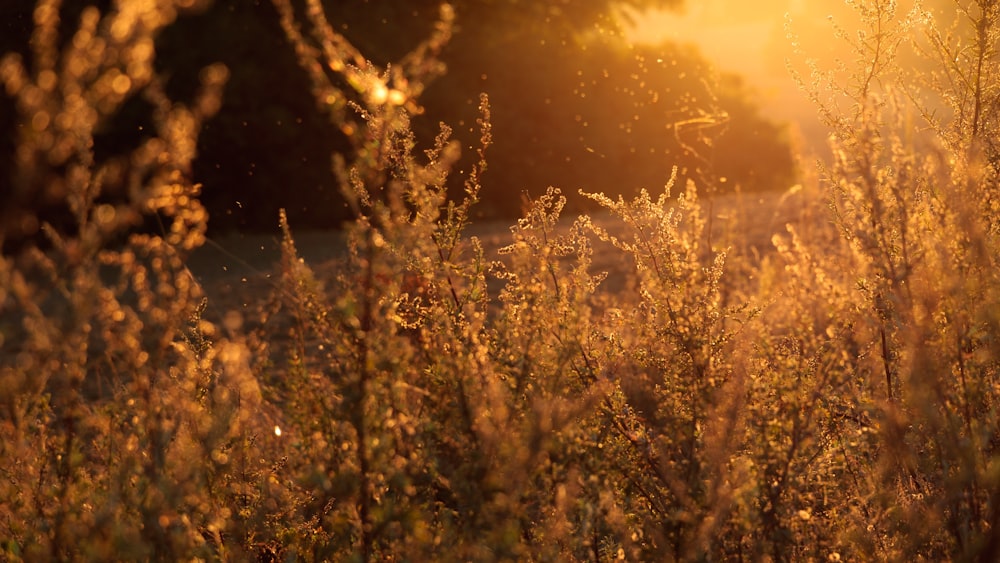 closeup photo of grasses near road