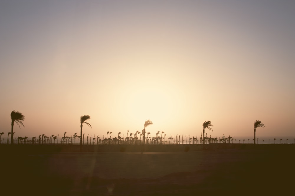 silhouette of trees during golden hour