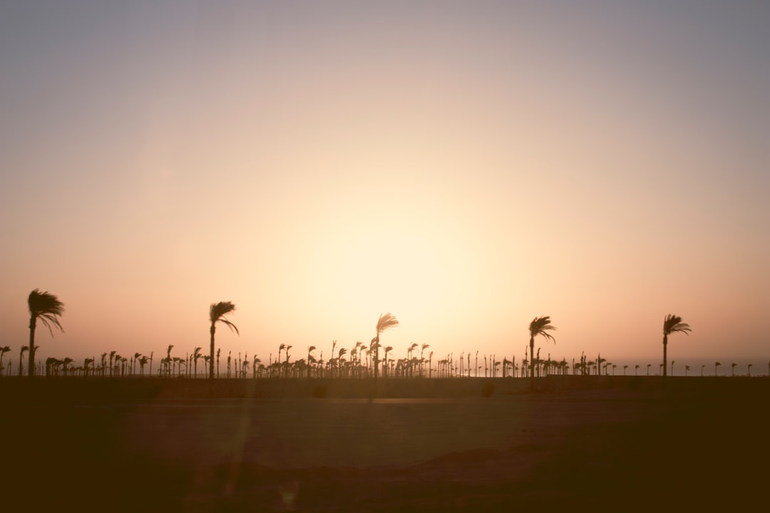 silhouette of trees during golden hour