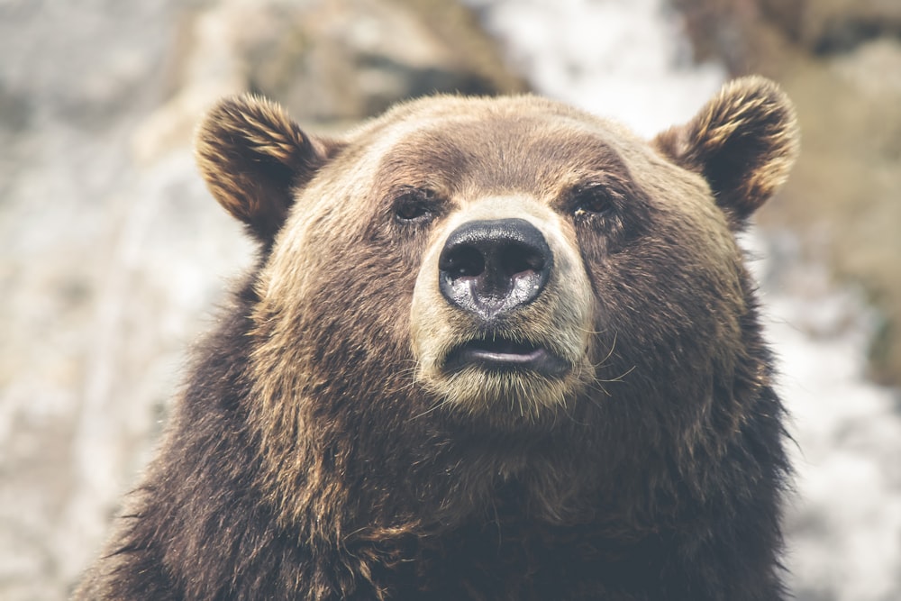 brown bear selective focal photo during daytime