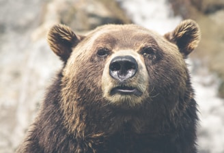 brown bear selective focal photo during daytime