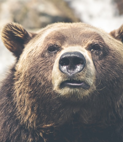 brown bear selective focal photo during daytime