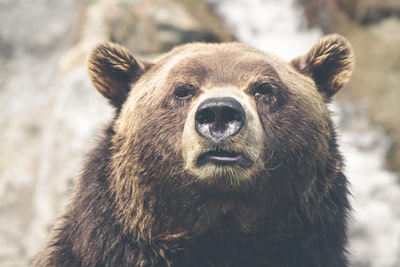 brown bear selective focal photo during daytime wild teams background