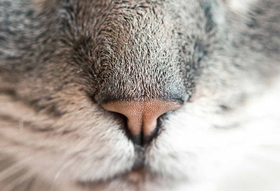 close-up photography of animal nose