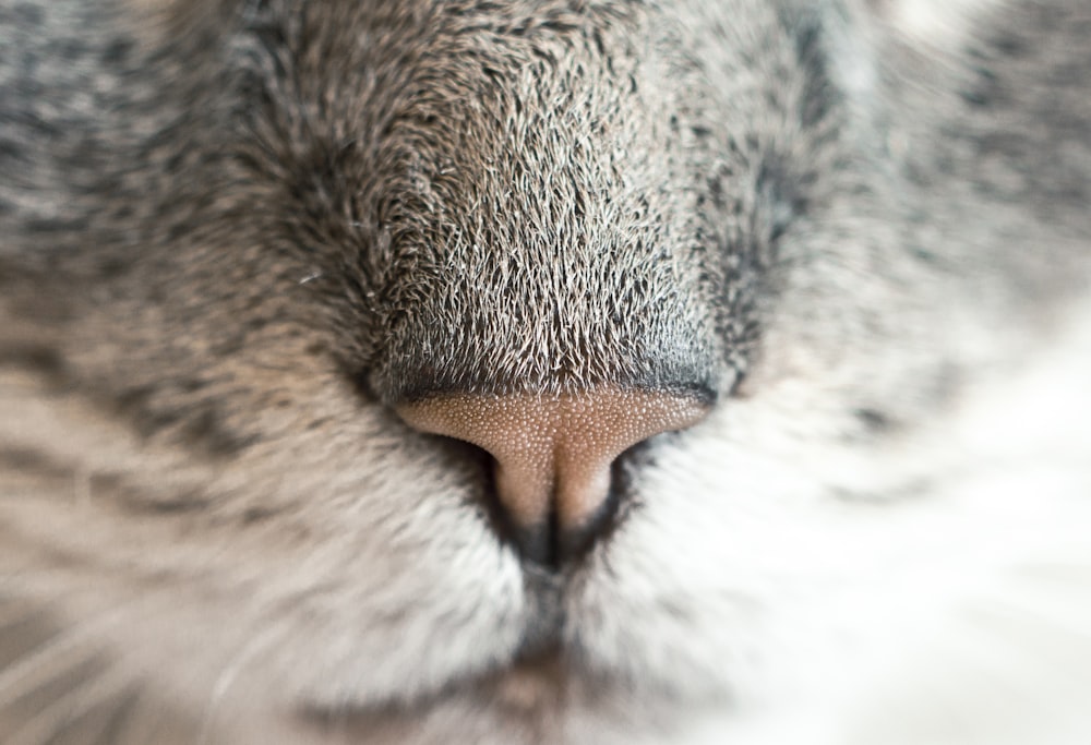 Photographie en gros plan du nez d’un animal