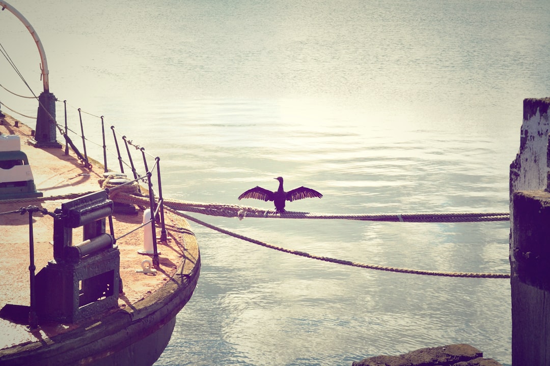 black bird perching on rope during daytime