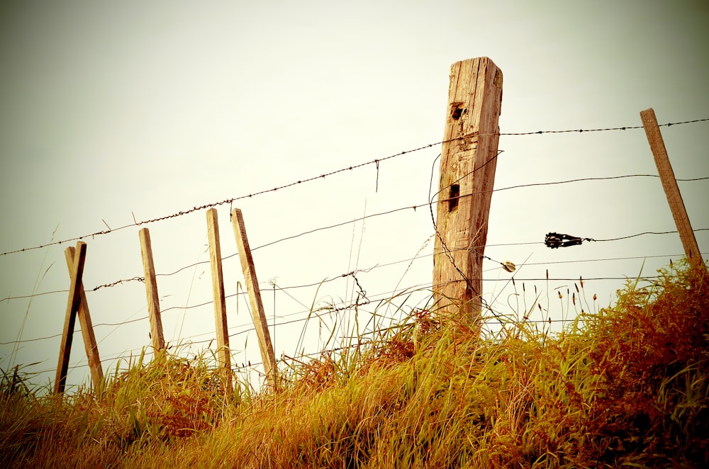 brown fence near green grass