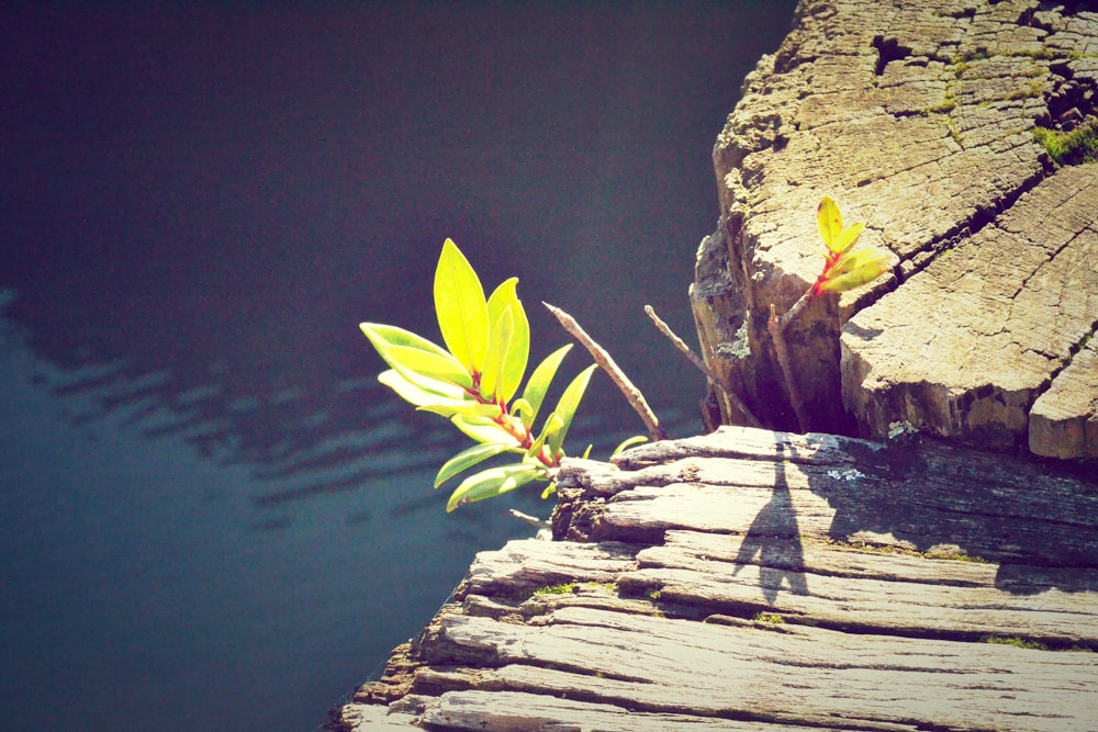 closeup photo of green orchid plant near brown log and bodies of water