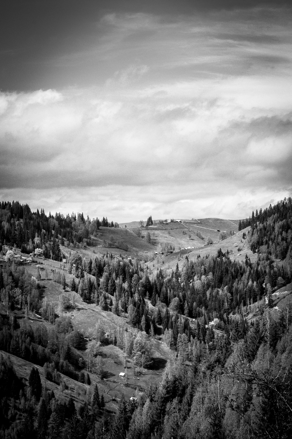 grayscale photo of green trees on mountain at daytimne