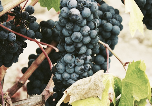 ripe grape
