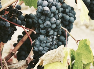 ripe grape