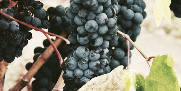 ripe grape