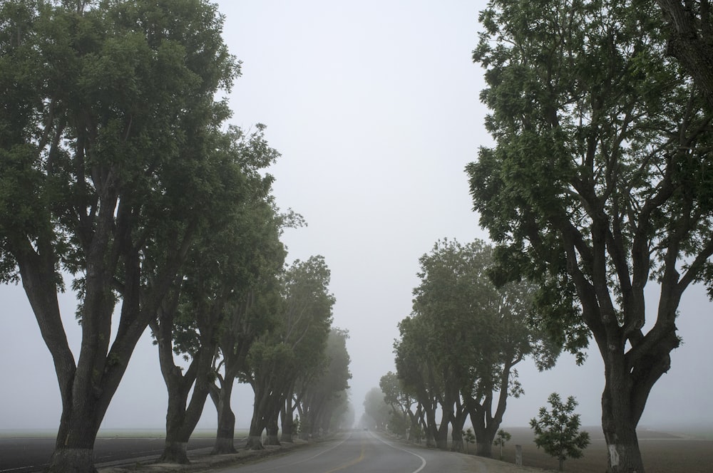 estrada cinzenta rodeada por árvores