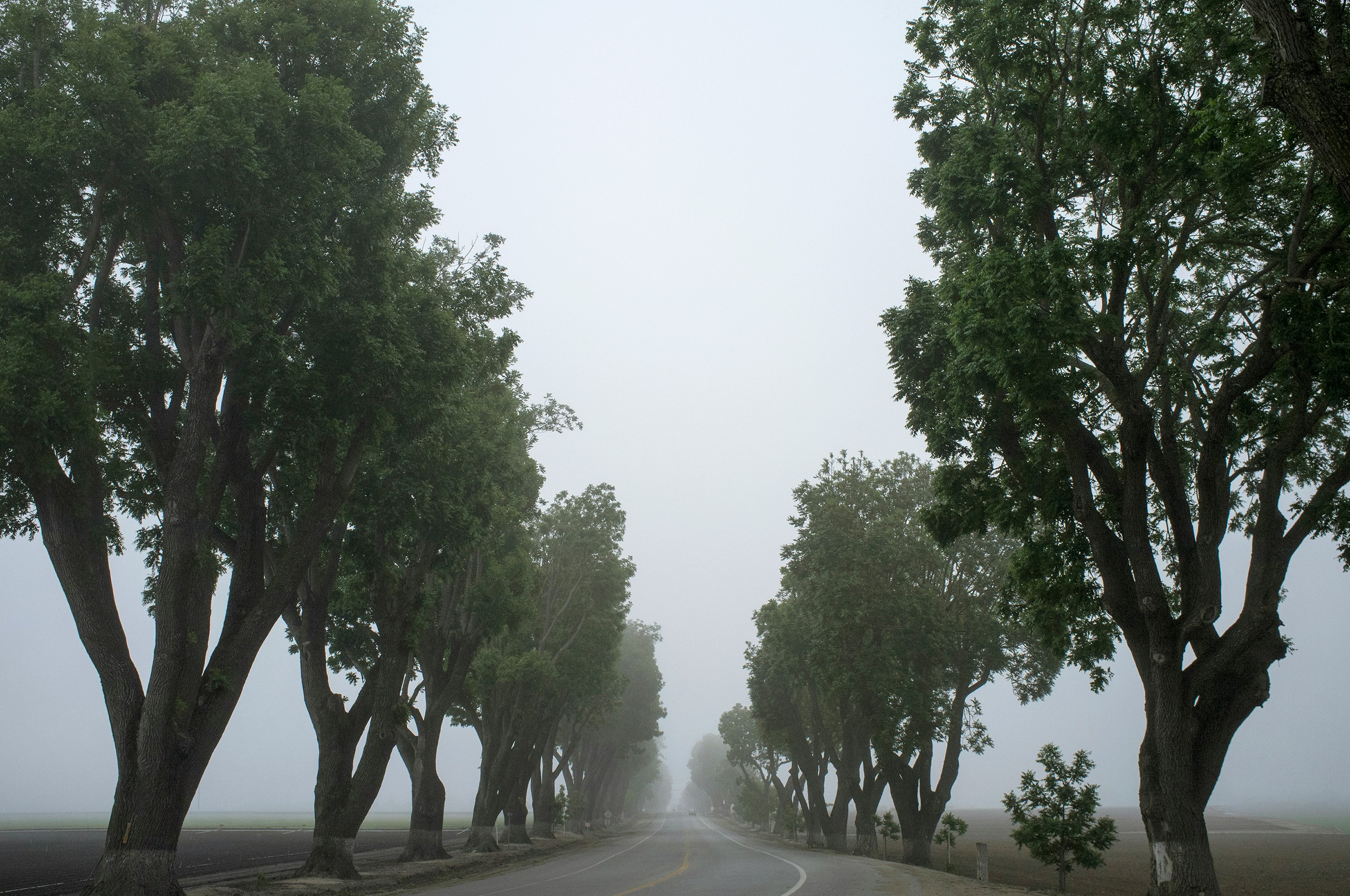 gray road surrounded by trees