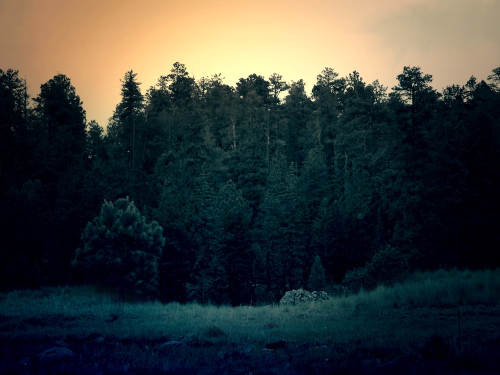 Fotografía de enfoque superficial de bosque verde durante el día