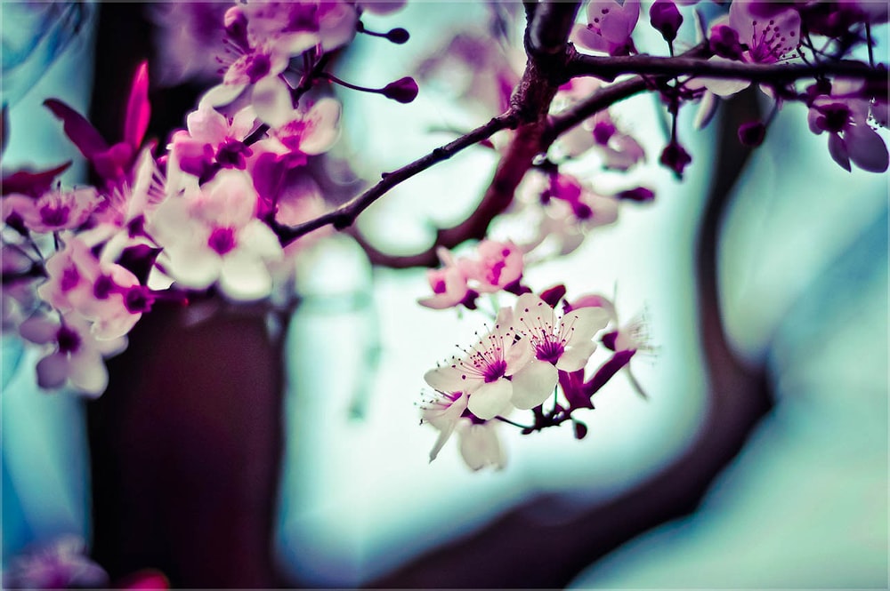 shallow focus photography of pink and white flowers