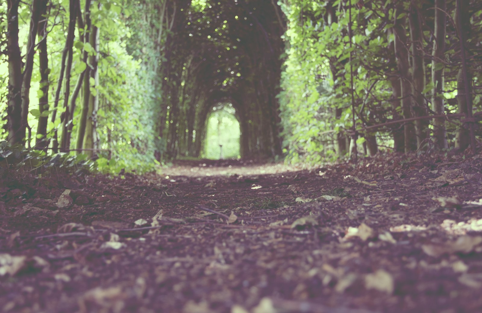 Nikon D5200 + Nikon AF-S DX Nikkor 16-85mm F3.5-5.6G ED VR sample photo. Green tree hallway taken photography