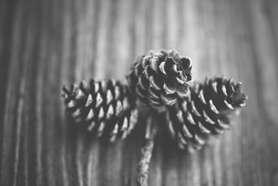 grayscale photography of pine con pinecone zoom background