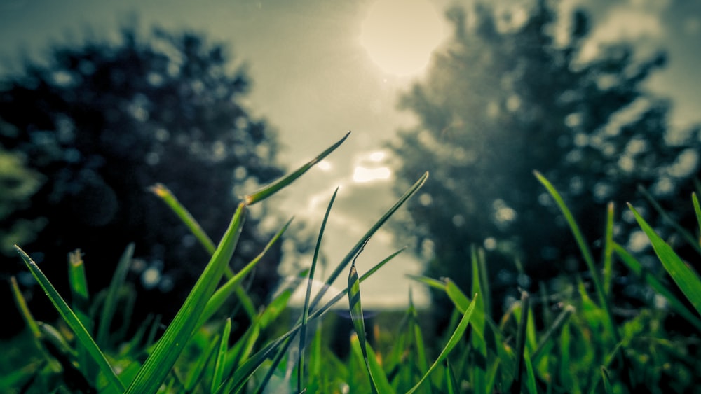 shadow field of field photography of grass field \