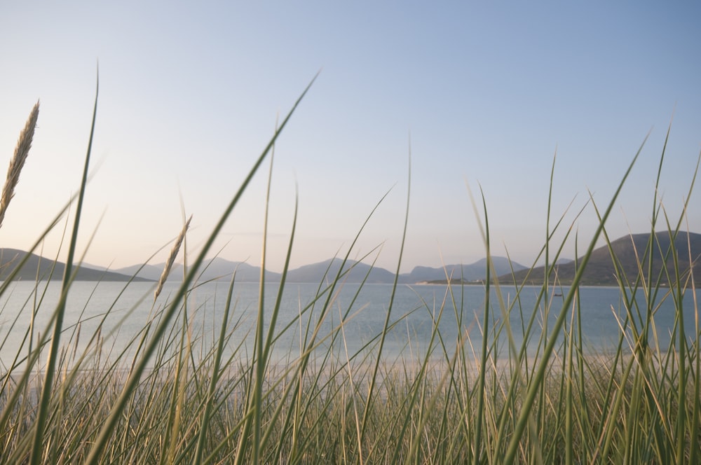 green grass near body of water during daytime