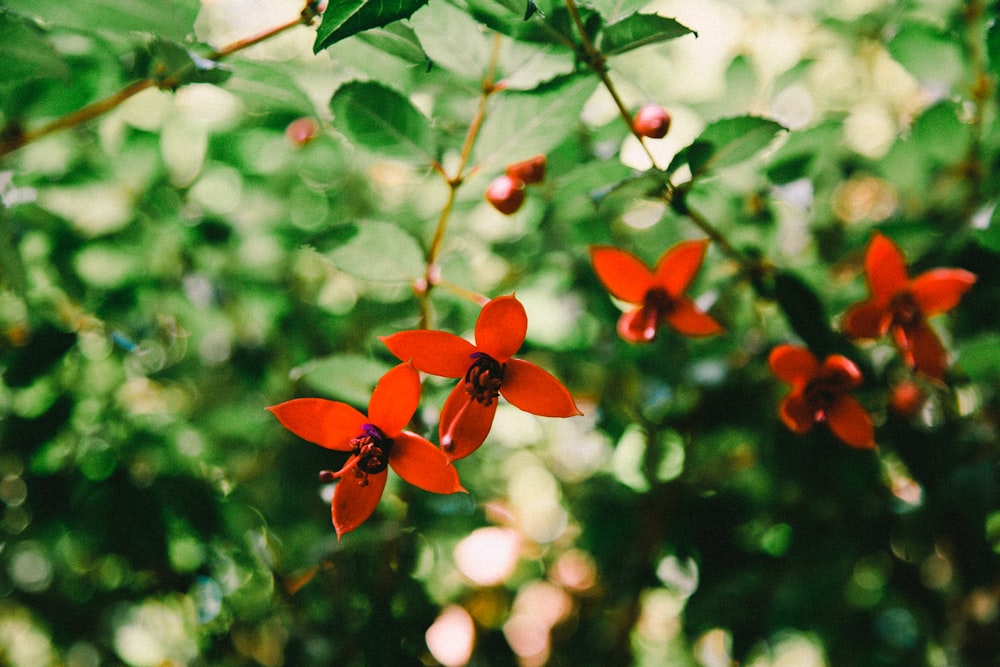 red round fruits in tilt shift lens