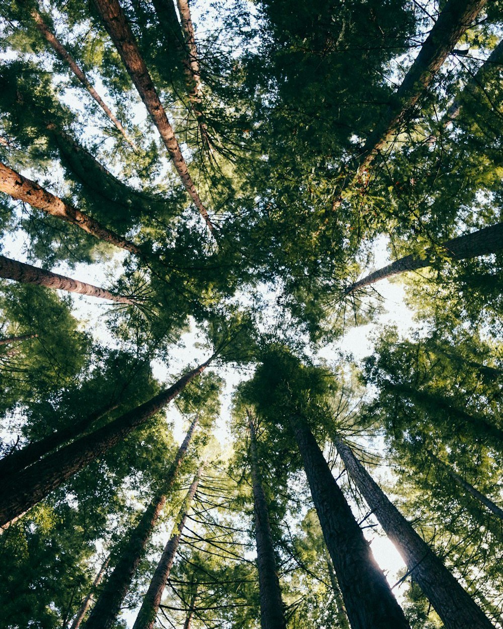 worms-eye-view photography of green-leafed trees