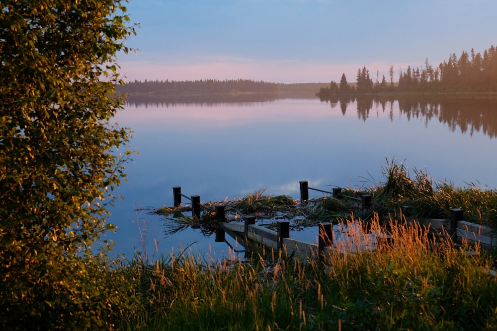 a body of water surrounded by a forest