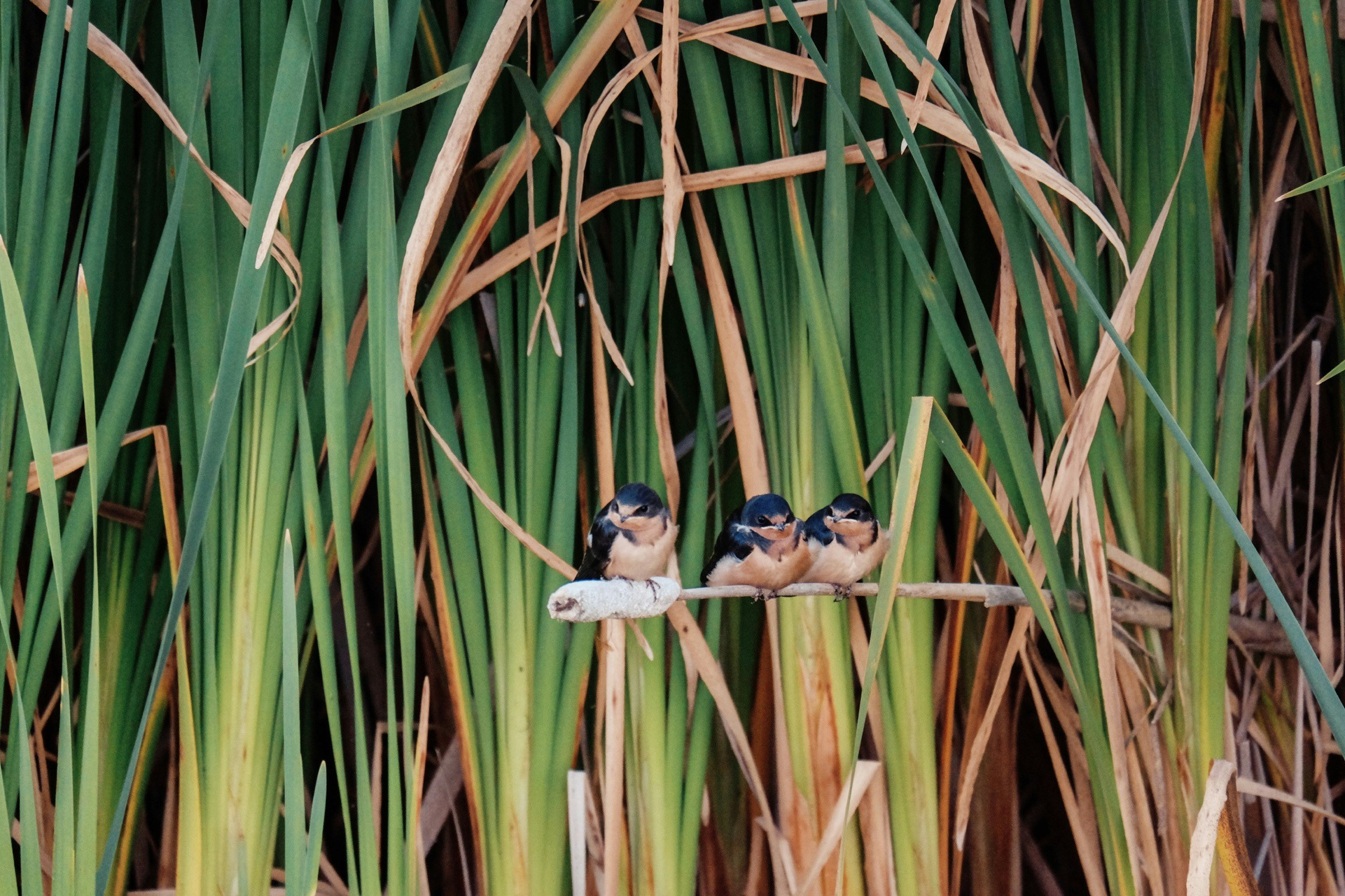 Merlin ID App to Enhance Global Biodiversity Monitoring