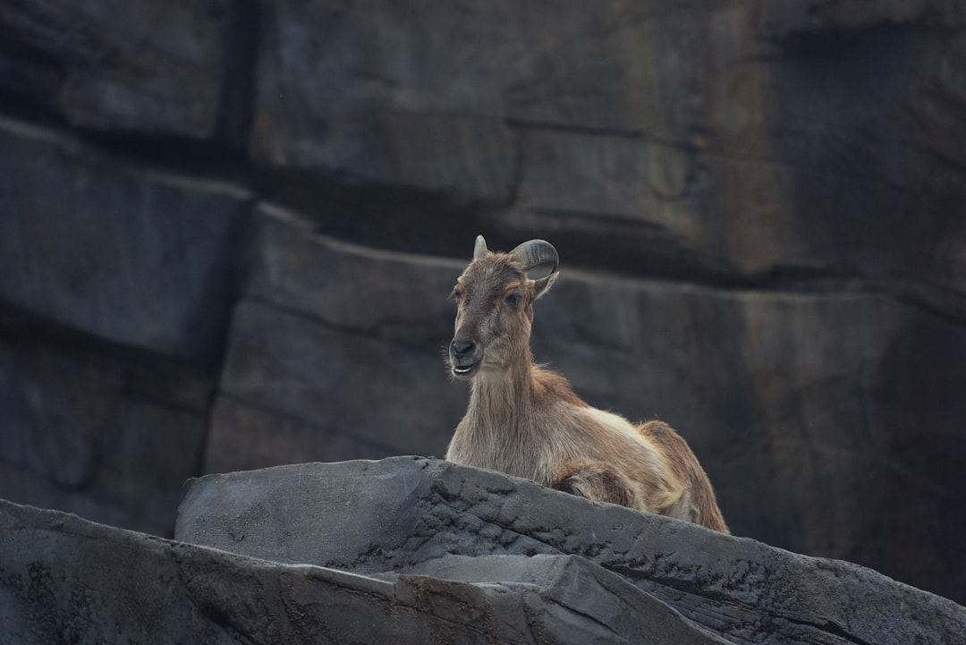 brown goat on gray rock